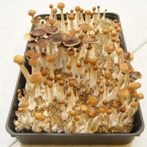 Golden Teacher Mushrooms