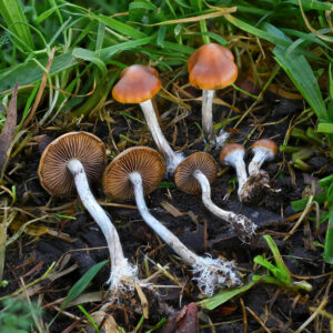 Buy Magic Mushrooms